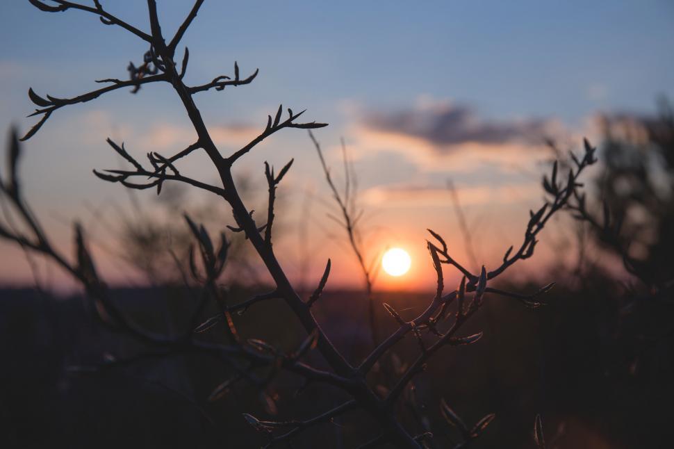 Free Image of Sunset silhouette through bare branches 