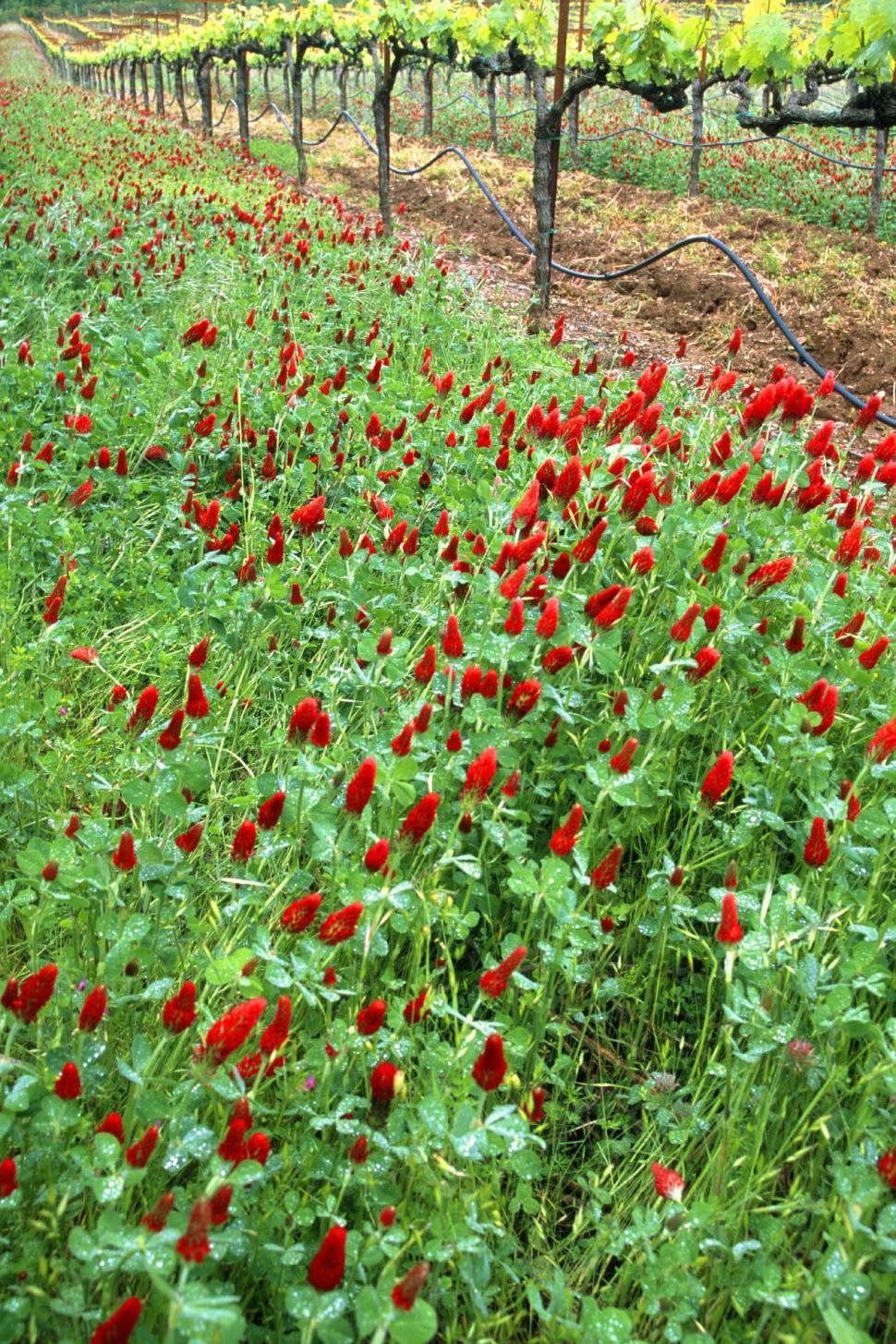 Free Image of Flowers under grape vines 