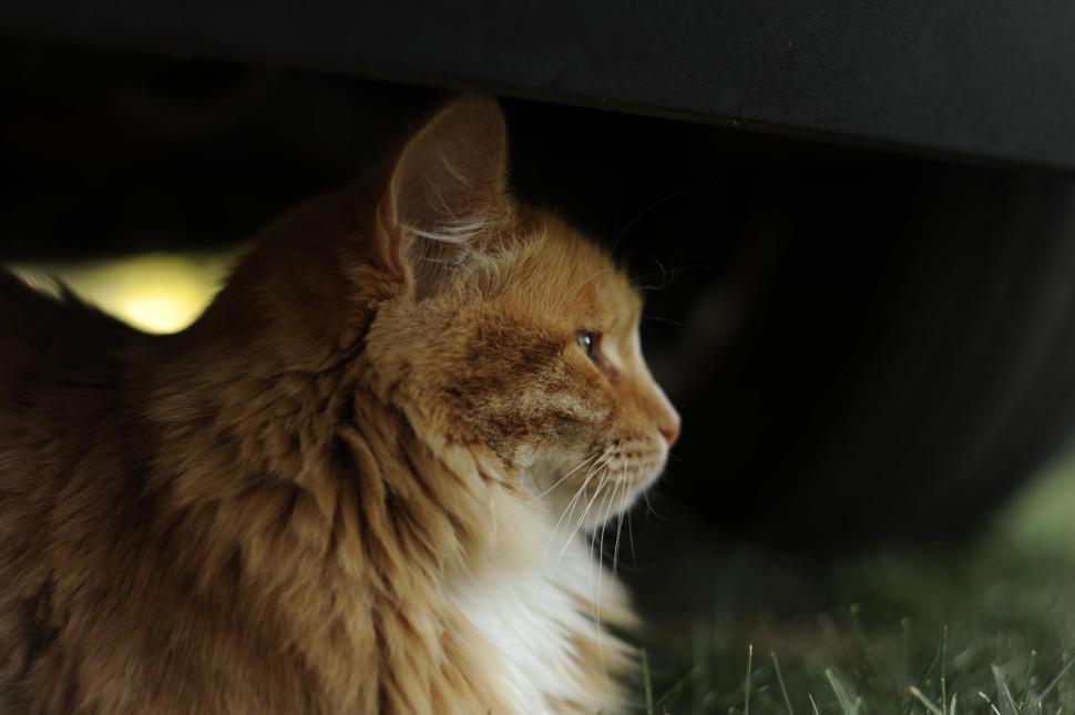 Free Image of Cat  