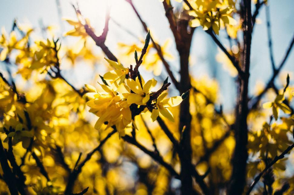 Free Image of Vibrant yellow forsythia flowers blooming 