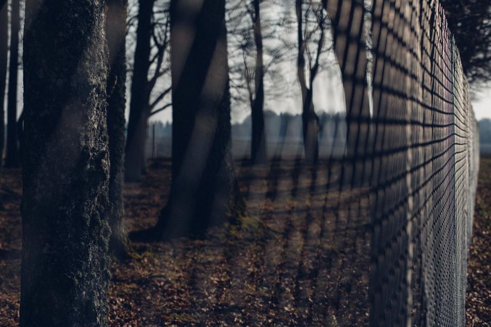 Free Image of Mystical forest behind a metal fence 