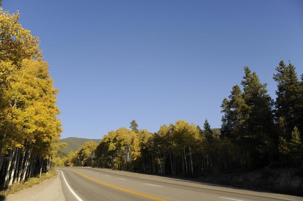 Free Image of Road surrounded by trees 