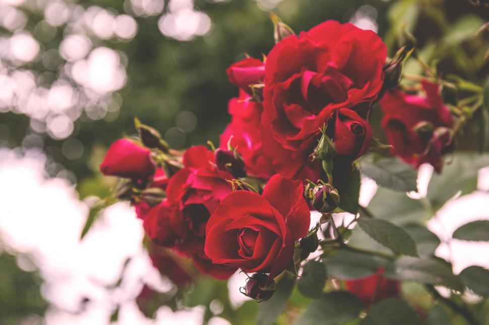 Free Image of Vibrant red roses blooming in lush garden 
