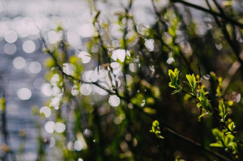 Free Image of Fresh Spring Leaves Backlit by Sun on Water 