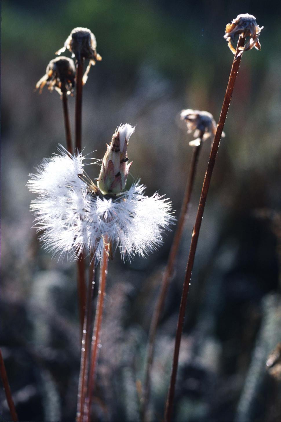 Free Image of Dandelion flowers 