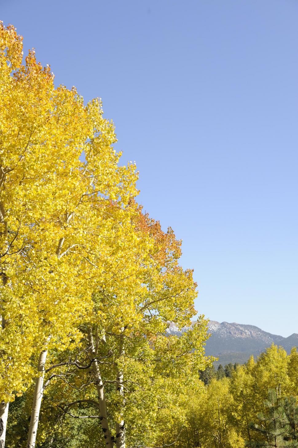 Free Image of Cottonwood trees 