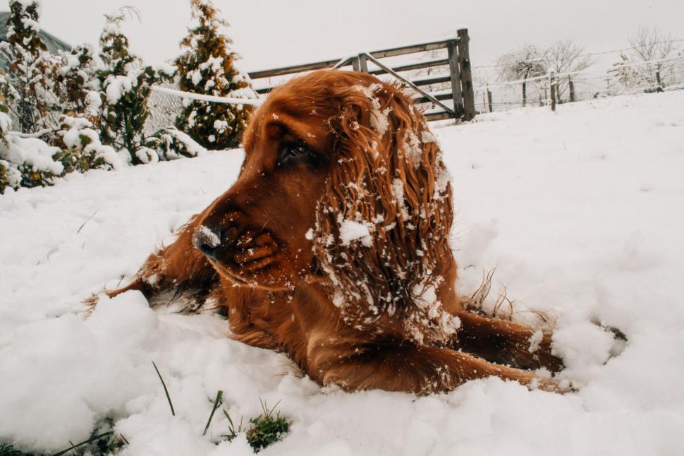 Free Image of Golden retriever enjoying a snowy day 