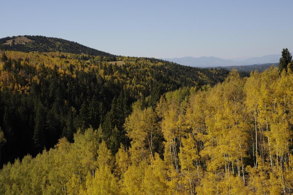 Free Image of Trees on Mountains 
