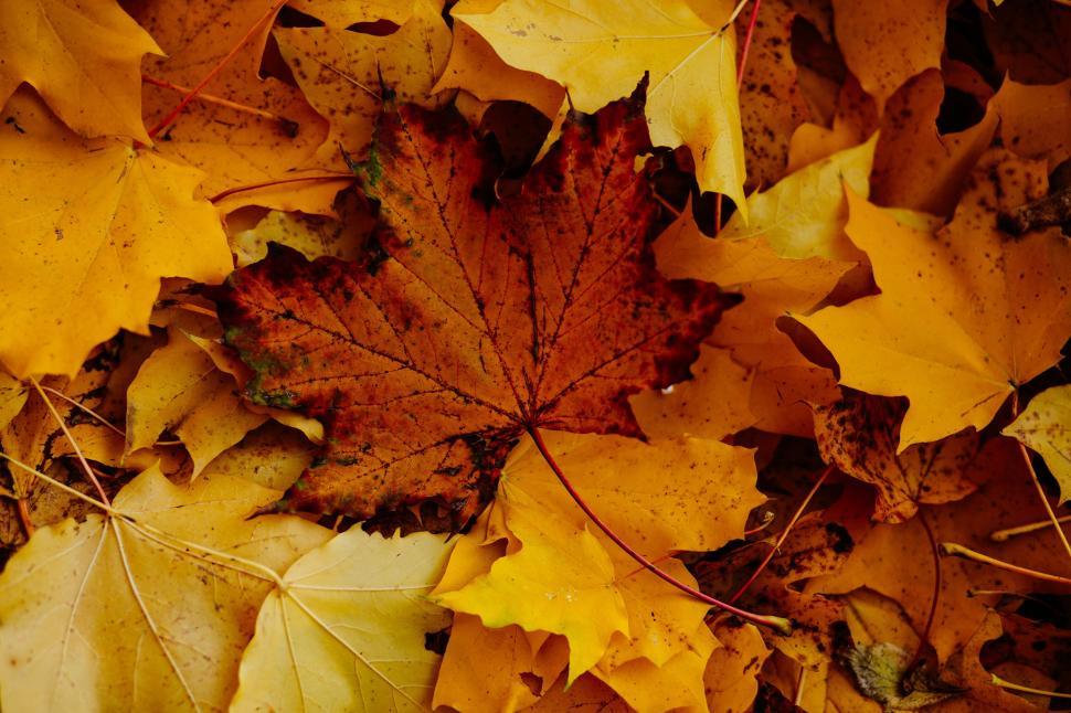 Free Image of Autumn leaves piled up in a vibrant display 