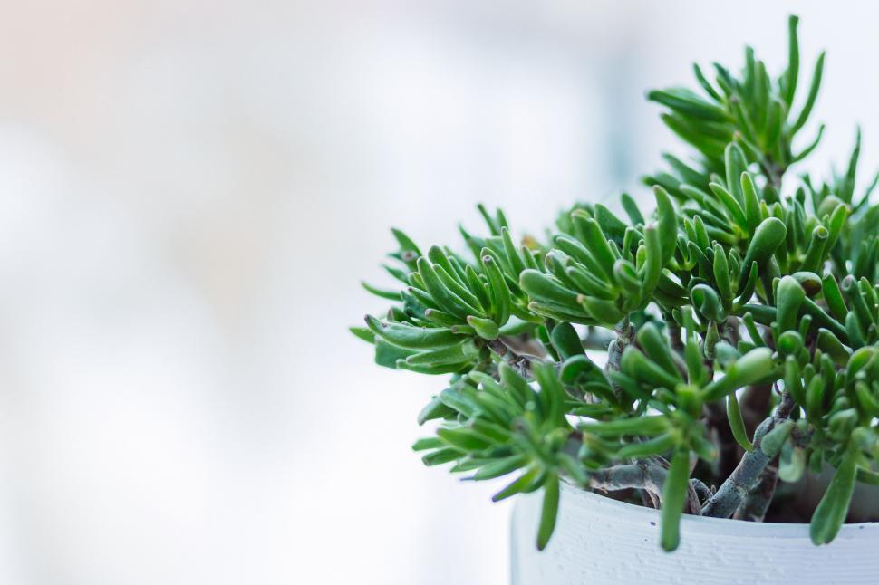 Free Image of Potted succulent plant in bright setting 