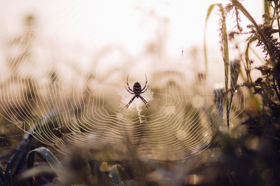 Free Image of Spider on web during golden hour 