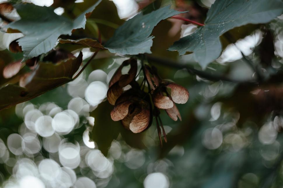 Free Image of Seed pods on tree with bokeh effect 