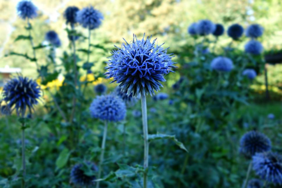 Free Image of Stunning closeup of a unique blue flower 
