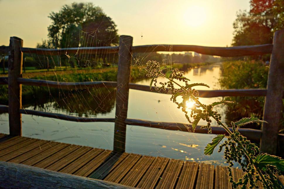 Free Image of Sunset light on a spider web by lake 