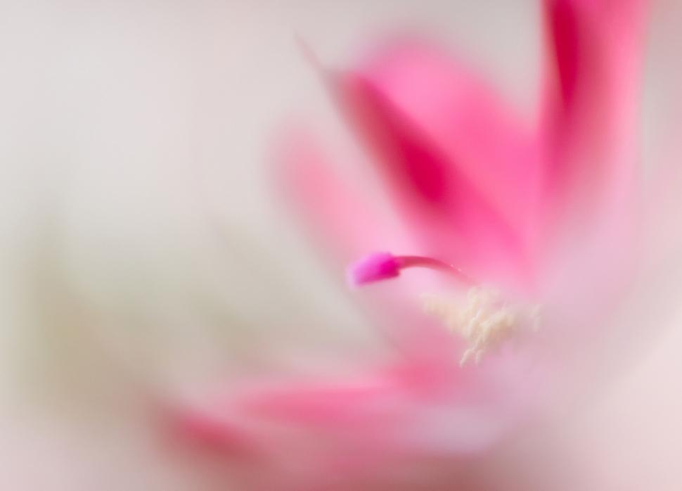 Free Image of Abstract pink flower reflecting tenderness concept 