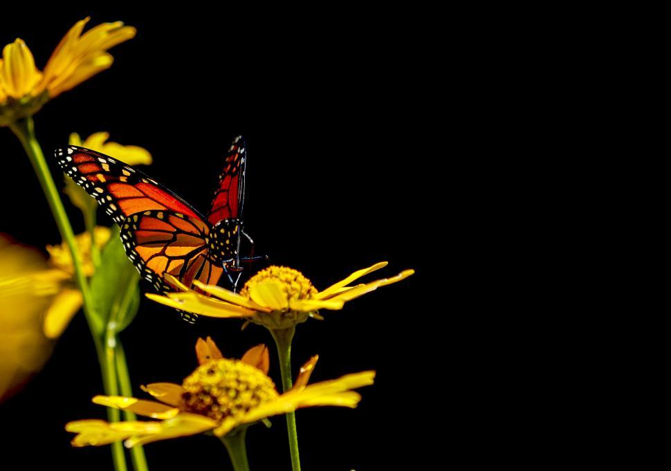 Free Image of Vibrant monarch butterfly on yellow flowers 