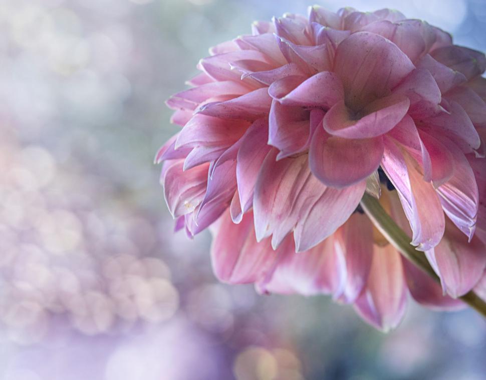 Free Image of Soft Pink Dahlia Flower with Dew Drops 