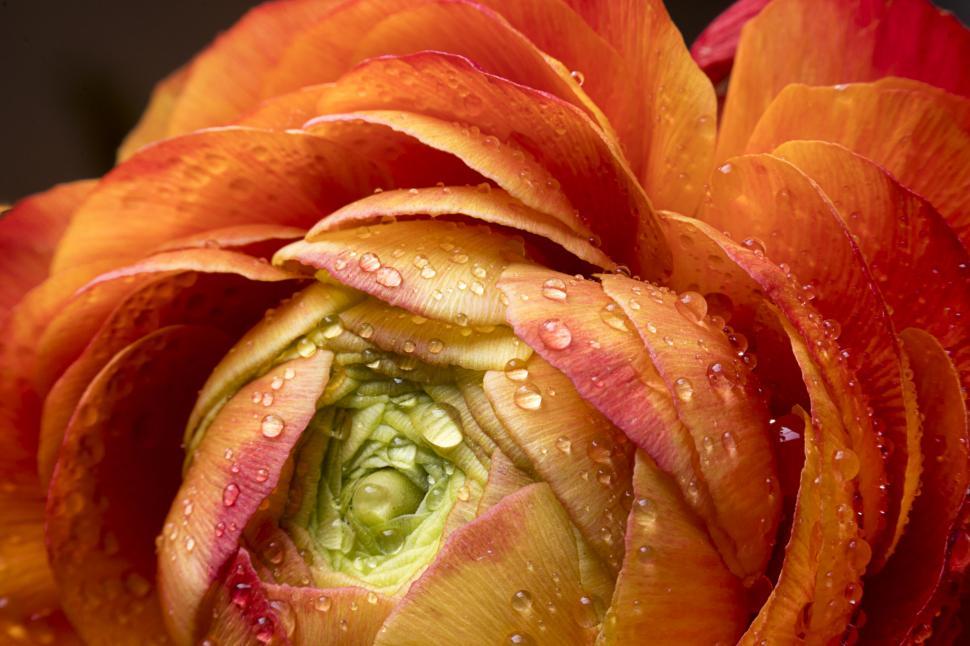 Free Image of Close-up of a Blossoming Red tulip with Dew 
