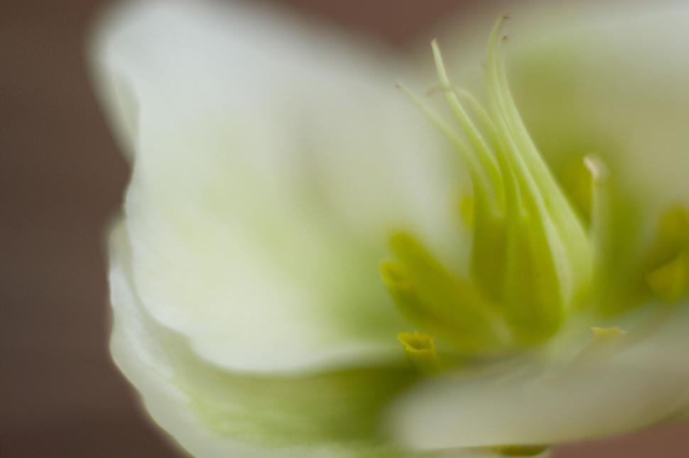 Free Image of Gentle white flower in soft focus 