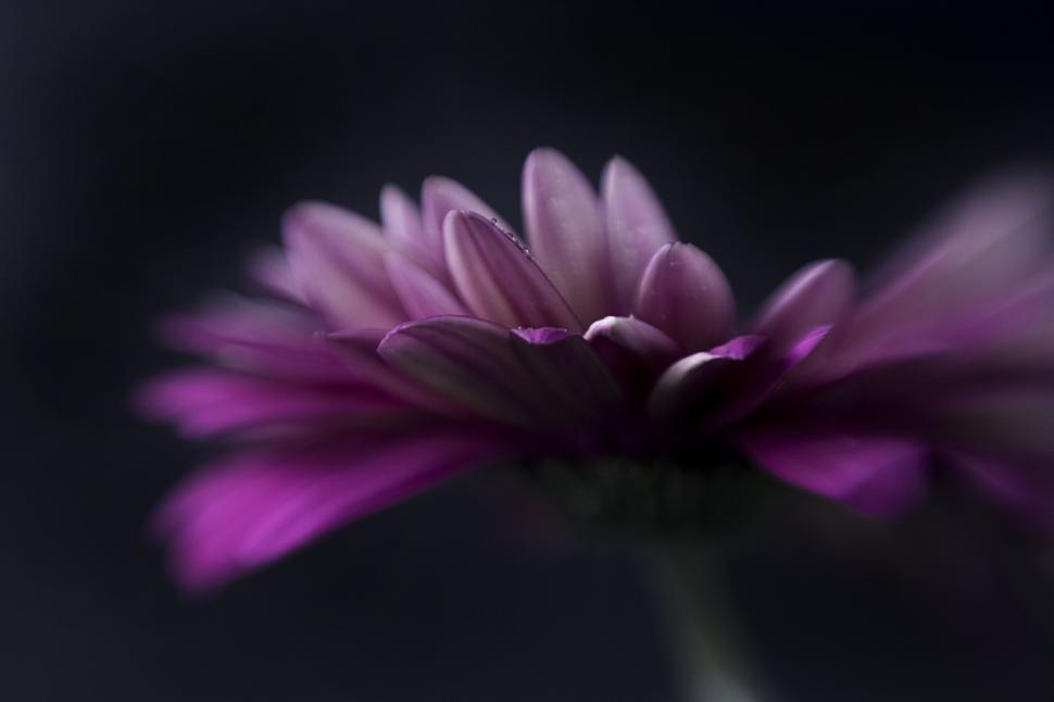 Free Image of Blurry image of plant leaf with pink lines 