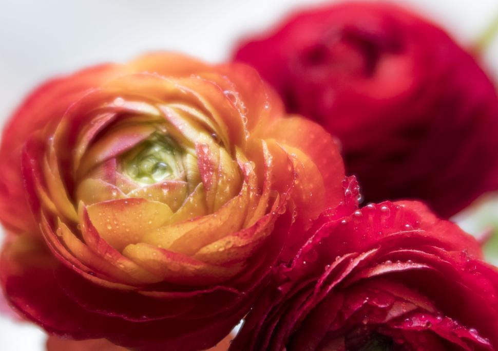 Free Image of Vivid orange ranunculus flowers in bloom 