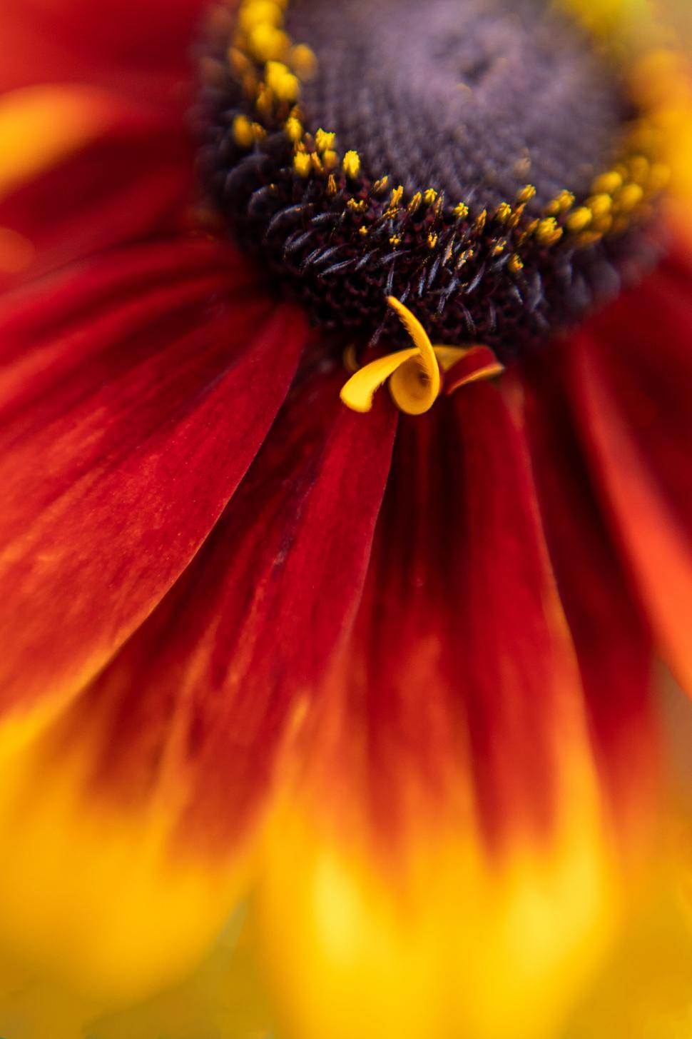 Free Image of Intimate Look at a Red and Yellow Flower 