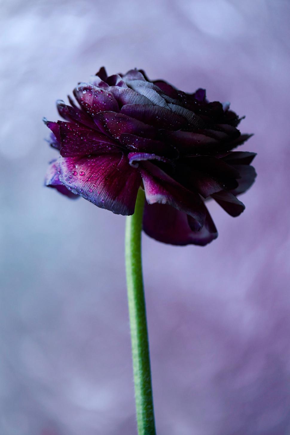 Free Image of Close-up of a dark purple dahlia with dew 