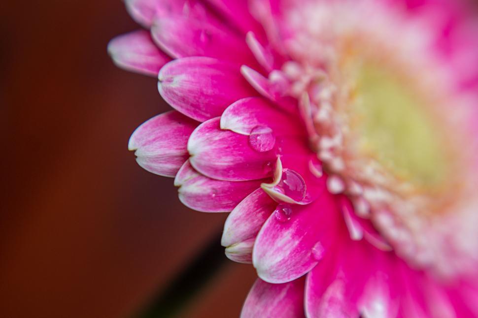 Free Image of Pink Gerbera Flower with a Water Droplet 