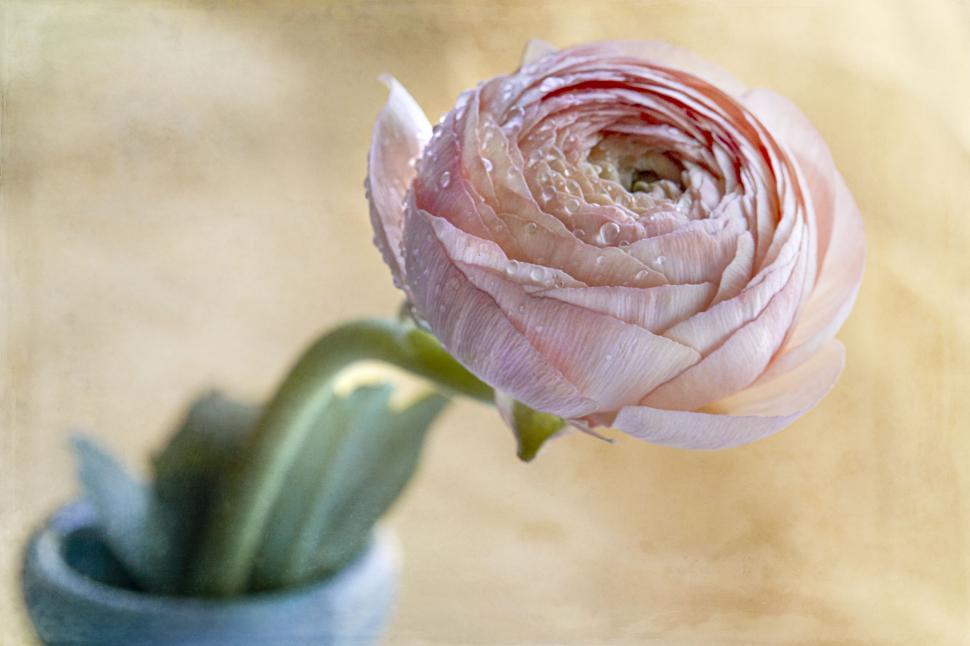 Free Image of Vintage style photo of a dewy pink flower 