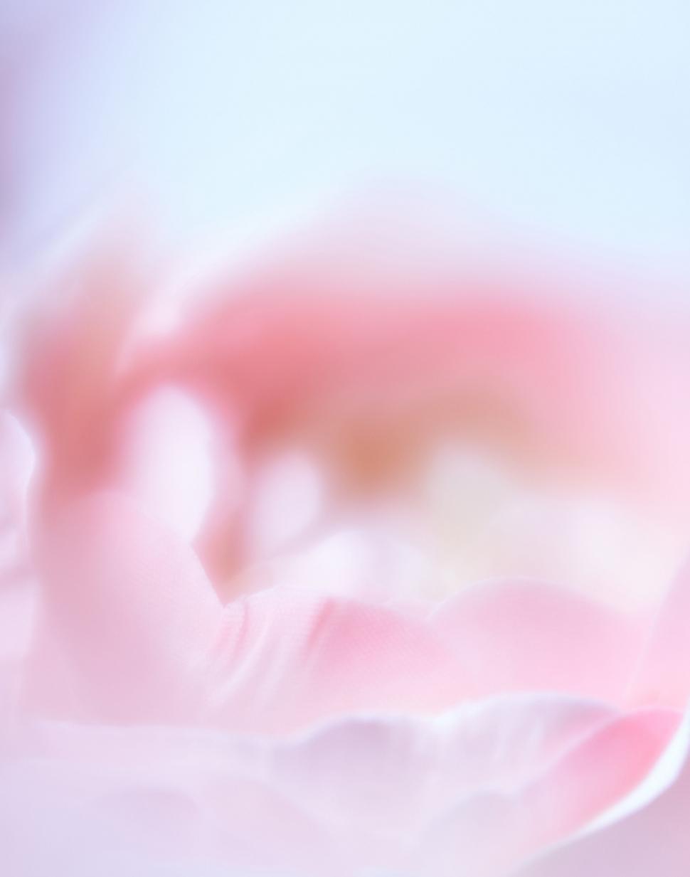 Free Image of Soft Pink Petal Abstract Photography 