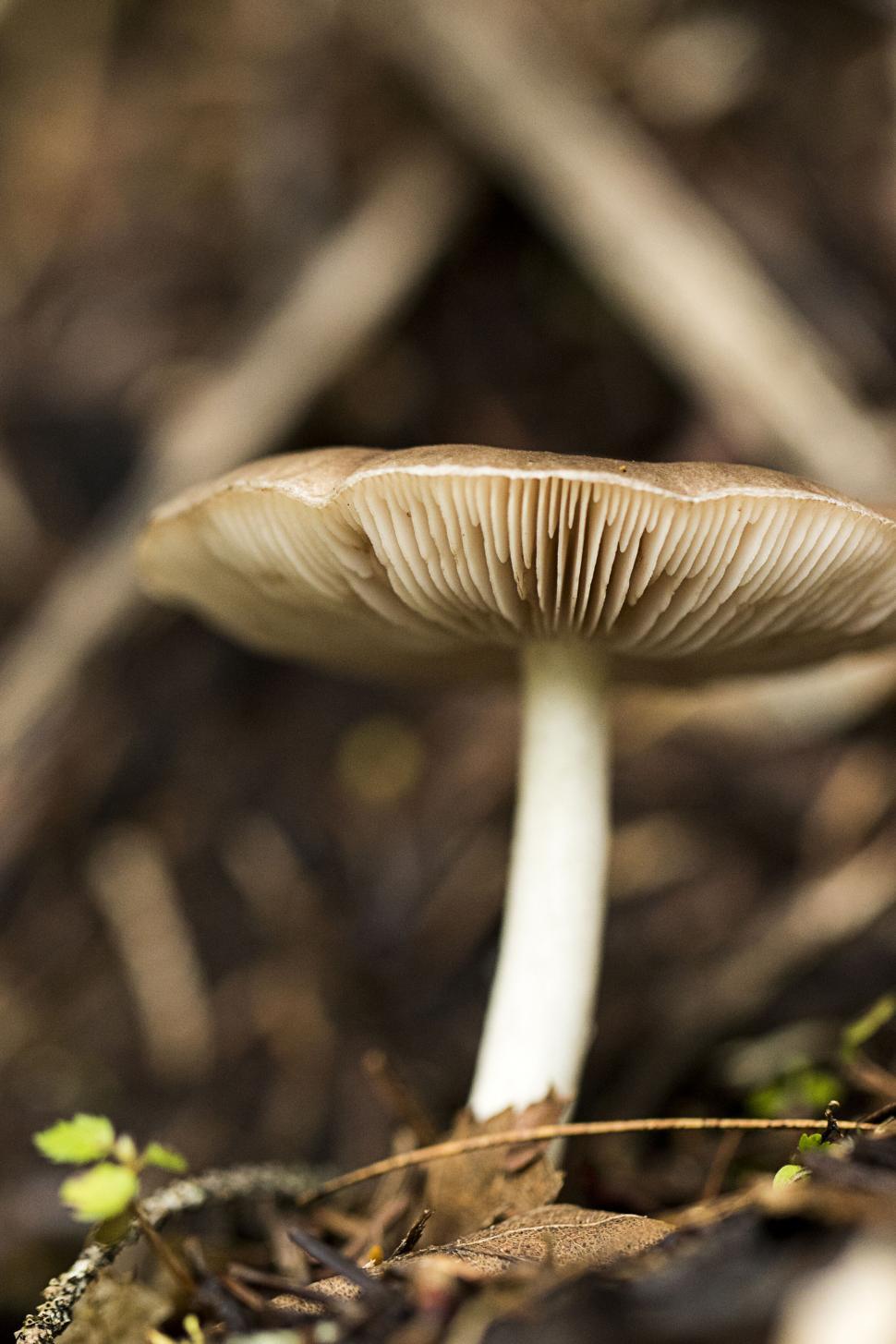 Free Image of Isolated mushroom growing in the wild 