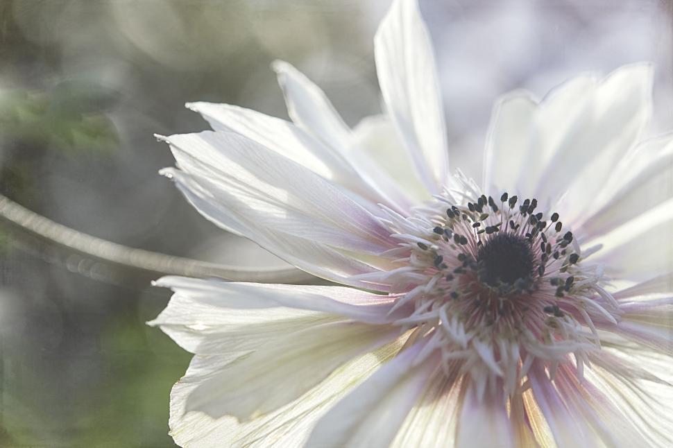 Free Image of Soft focus flower, dreamy light vintage effect 