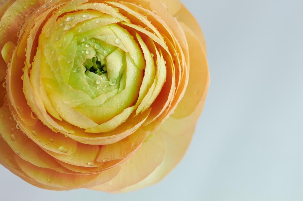 Free Image of Yellow and green ranunculus with water drops 
