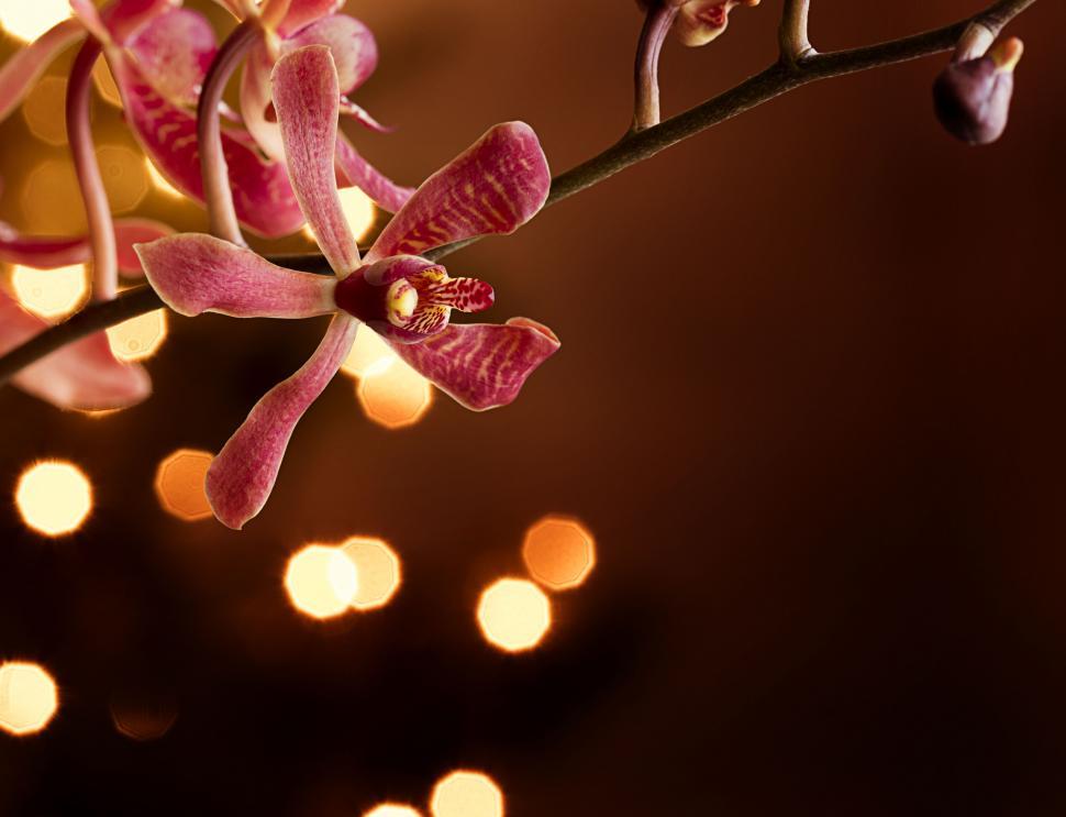 Free Image of Pink orchid with glowing bokeh lights 