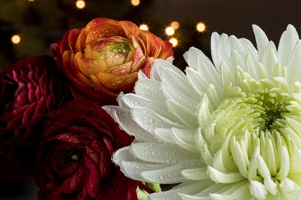 Free Image of Focused shot of wet colorful flowers 
