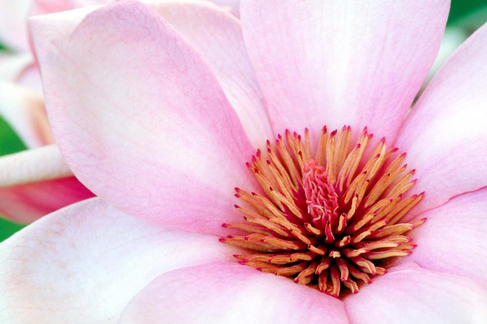 Free Image of Open flower bloom 