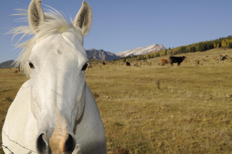 Free Image of white horse 