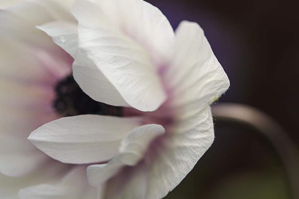 Free Image of Delicate white flower with dew drops 
