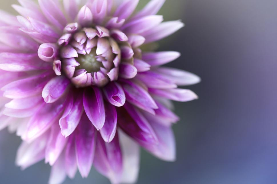 Free Image of Soft pink chrysanthemum in macro view 