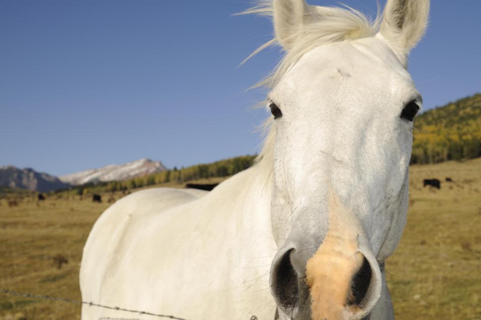 Free Image of white horse 