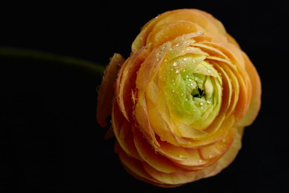 Free Image of Orange ranunculus with water droplets macro 