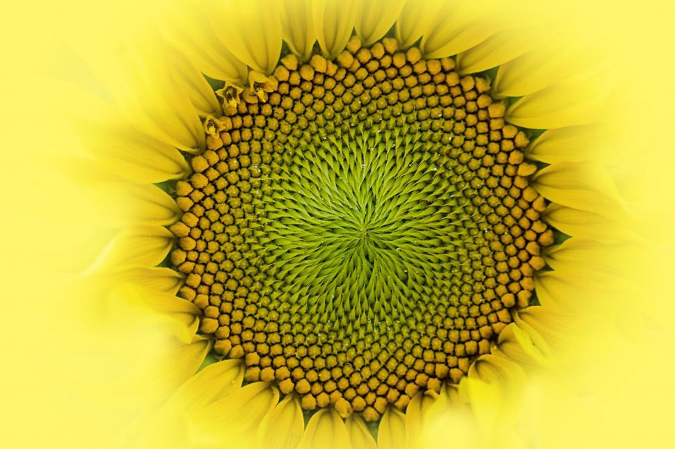 Free Image of Vibrant Central Detail of Sunflower 