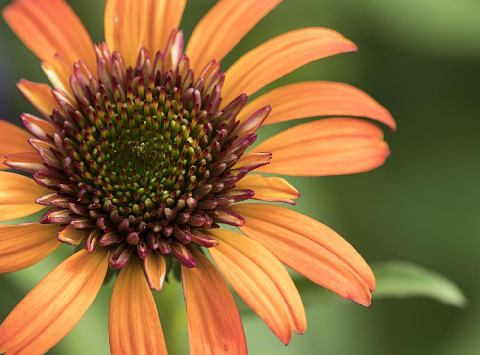 Free Image of Vibrant orange flower with purple center 