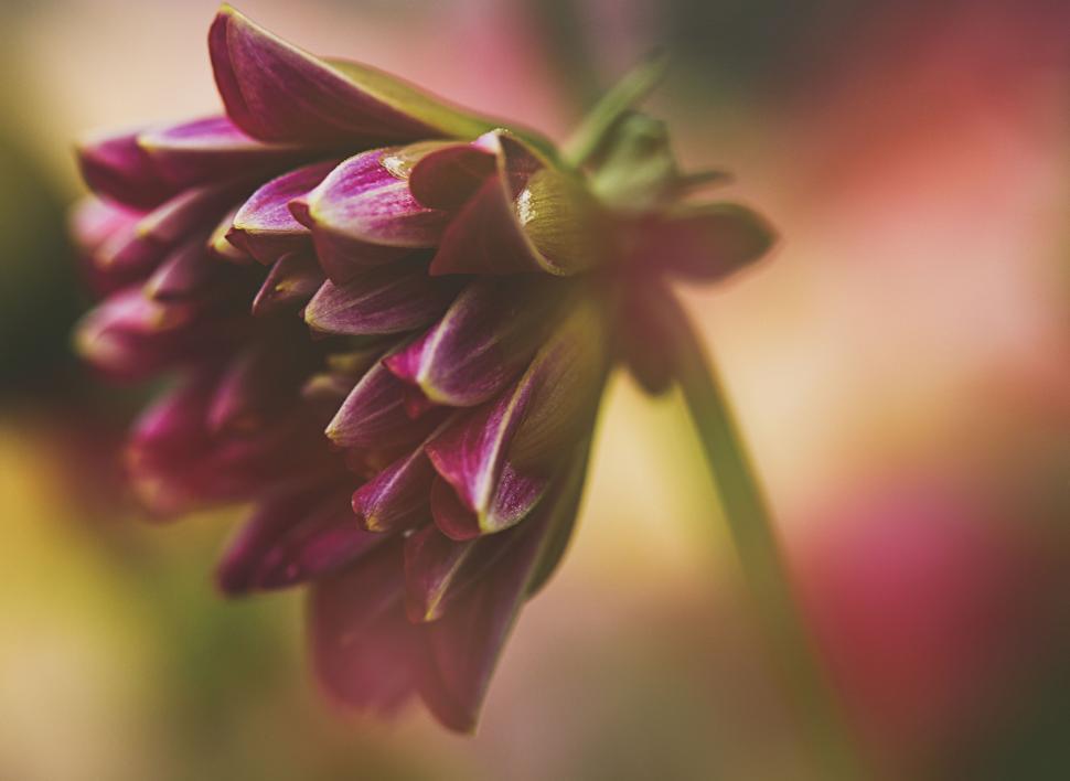Free Image of Richly hued red dahlia close-up 