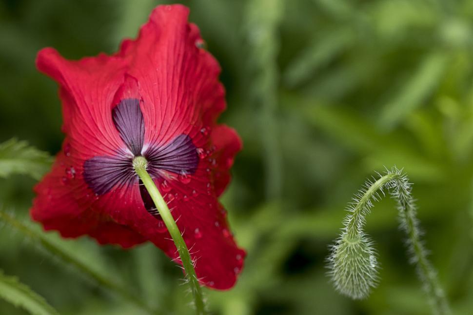 Free Image of Red hibiscus with water droplets macro 