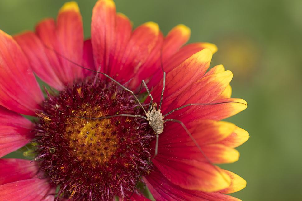 Free Image of Insect on vibrant red and yellow flower 