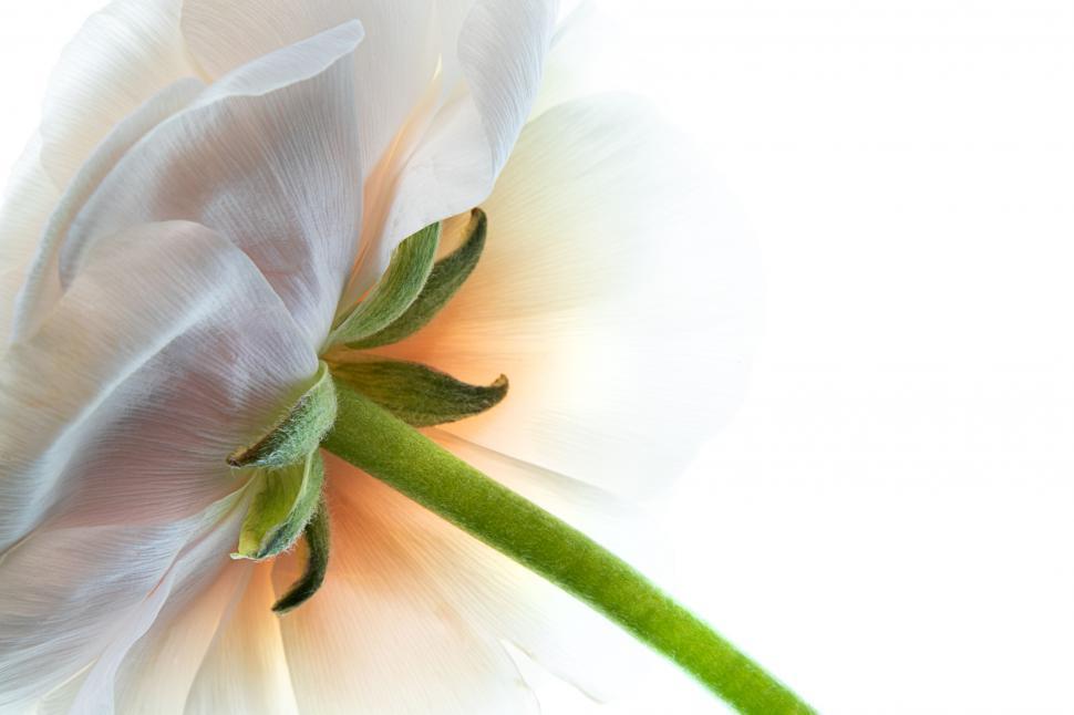 Free Image of White tulip bloom against white background 