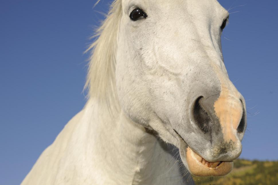 Free Image of white horse 