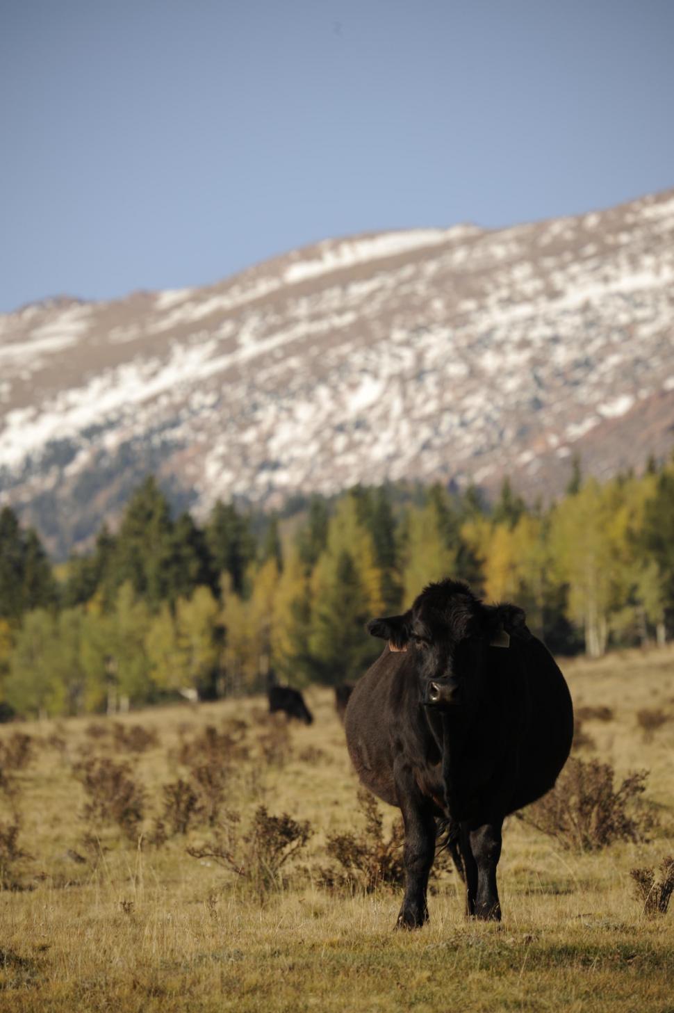 Free Image of Black cow and snow mountains 