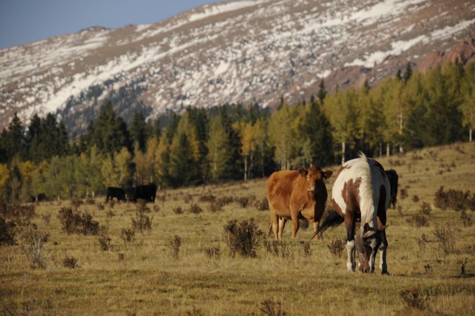 Free Image of Foothills Ranch in the daylight  